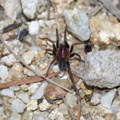 Zodariidae (family) at Cotter River, ACT - 30 Apr 2021 by AlisonMilton