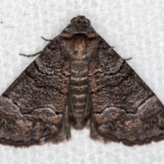 Dysbatus undescribed species (A Line-moth) at Melba, ACT - 31 Dec 2020 by Bron