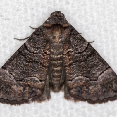Dysbatus undescribed species (A Line-moth) at Melba, ACT - 30 Dec 2020 by Bron