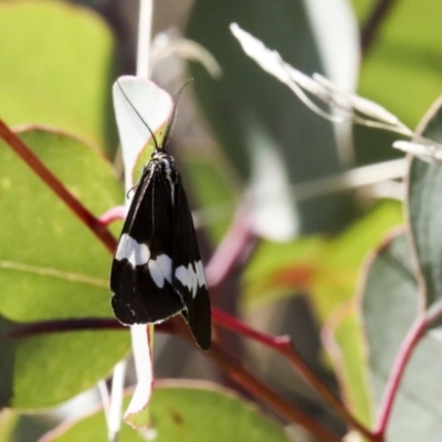 Nyctemera amicus (Senecio Moth, Magpie Moth, Cineraria Moth) at Symonston, ACT - 29 Apr 2021 by AlisonMilton