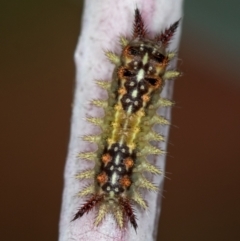 Limacodidae (family) (A cup moth) at Melba, ACT - 31 Dec 2020 by Bron