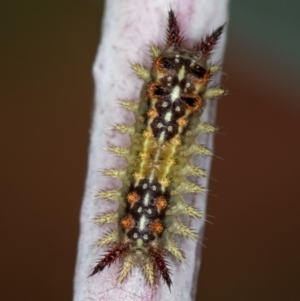 Limacodidae (family) at Melba, ACT - 31 Dec 2020