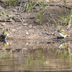 Melithreptus lunatus at Jerrabomberra, ACT - 29 Apr 2021