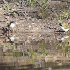 Melithreptus lunatus at Jerrabomberra, ACT - 29 Apr 2021