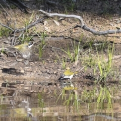 Melithreptus lunatus at Jerrabomberra, ACT - 29 Apr 2021