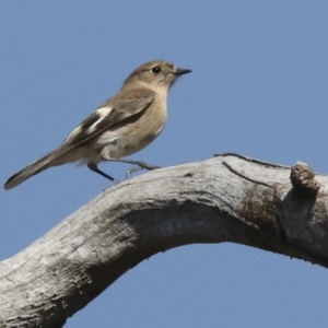 Petroica phoenicea at Symonston, ACT - 29 Apr 2021