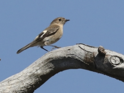 Petroica phoenicea (Flame Robin) at Symonston, ACT - 29 Apr 2021 by AlisonMilton