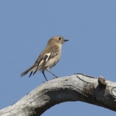 Petroica phoenicea at Symonston, ACT - 29 Apr 2021 12:31 PM
