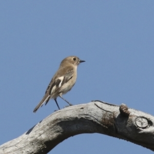 Petroica phoenicea at Symonston, ACT - 29 Apr 2021