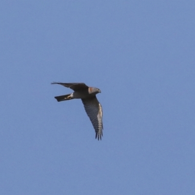 Accipiter cirrocephalus (Collared Sparrowhawk) at Symonston, ACT - 29 Apr 2021 by AlisonMilton
