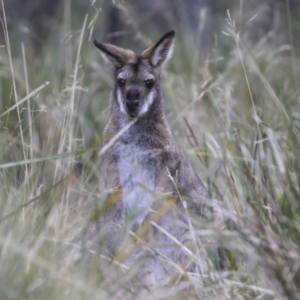 Notamacropus rufogriseus at Cotter River, ACT - 30 Apr 2021