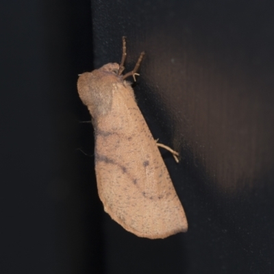 Fisera perplexata (Light-tan Crest-moth) at Higgins, ACT - 29 Apr 2021 by AlisonMilton