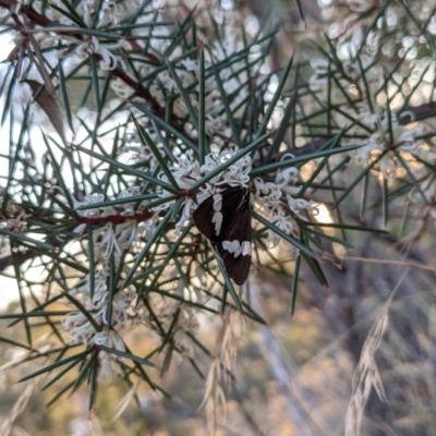 Nyctemera amicus (Senecio Moth, Magpie Moth, Cineraria Moth) at Mount Majura - 1 May 2021 by WalterEgo