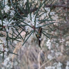 Nyctemera amicus at Hackett, ACT - 1 May 2021 04:50 PM