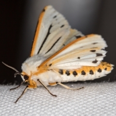 Aloa marginata (Donovan's Tiger Moth) at Melba, ACT - 30 Dec 2020 by Bron