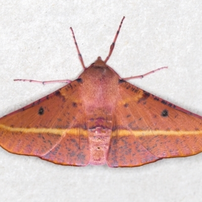 Oenochroma vinaria (Pink-bellied Moth, Hakea Wine Moth) at Melba, ACT - 30 Dec 2020 by Bron