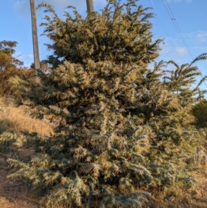 Acacia baileyana at Hackett, ACT - 1 May 2021