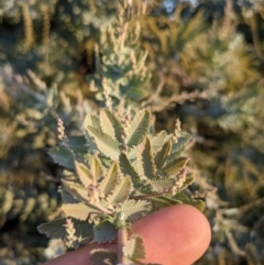 Acacia baileyana at Hackett, ACT - 1 May 2021