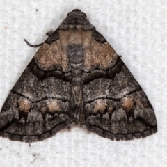 Dysbatus singularis (Dry-country Line-moth) at Melba, ACT - 29 Dec 2020 by Bron