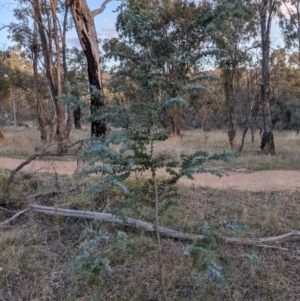 Acacia baileyana at Hackett, ACT - 1 May 2021