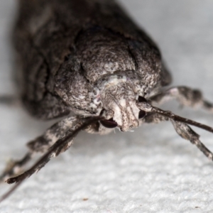 Illidgea epigramma at Melba, ACT - 30 Dec 2020