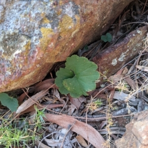 Hydrocotyle laxiflora at Downer, ACT - 1 May 2021