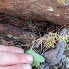 Hydrocotyle laxiflora at Downer, ACT - 1 May 2021