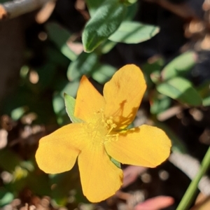 Hypericum gramineum at Holt, ACT - 29 Apr 2021