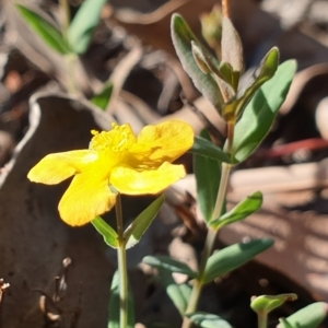 Hypericum gramineum at Holt, ACT - 29 Apr 2021