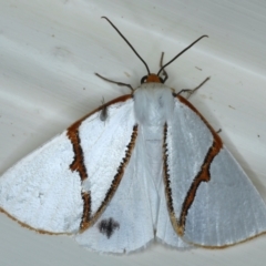 Thalaina selenaea (Orange-rimmed Satin Moth) at Ainslie, ACT - 30 Apr 2021 by jb2602