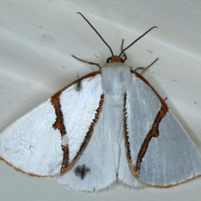 Thalaina selenaea (Orange-rimmed Satin Moth) at Ainslie, ACT - 30 Apr 2021 by jbromilow50
