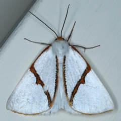 Thalaina selenaea at Ainslie, ACT - 30 Apr 2021 09:10 PM