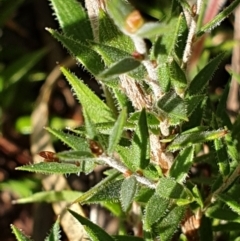 Leucopogon virgatus at Holt, ACT - 29 Apr 2021