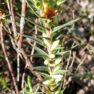 Melichrus urceolatus at Cook, ACT - 29 Apr 2021