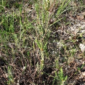 Melichrus urceolatus at Cook, ACT - 29 Apr 2021