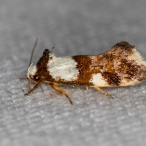 Placocosma hephaestea at Melba, ACT - 30 Dec 2020