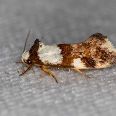 Placocosma hephaestea (A Concealer moth) at Melba, ACT - 30 Dec 2020 by Bron