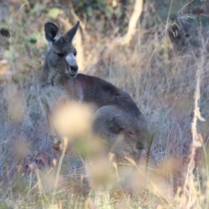 Macropus giganteus at Symonston, ACT - 1 May 2021 04:24 PM