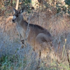 Macropus giganteus at Symonston, ACT - 1 May 2021