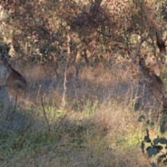 Macropus giganteus at Symonston, ACT - 1 May 2021 04:24 PM