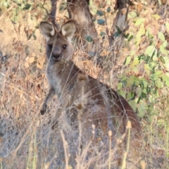 Macropus giganteus at Symonston, ACT - 1 May 2021