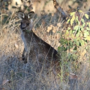 Macropus giganteus at Symonston, ACT - 1 May 2021 04:24 PM