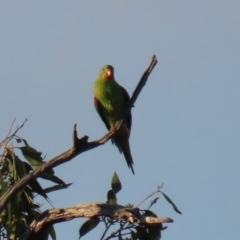 Lathamus discolor at Symonston, ACT - 1 May 2021