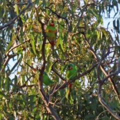 Lathamus discolor at Symonston, ACT - 1 May 2021