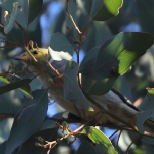 Ptilotula penicillata at Cook, ACT - 1 May 2021