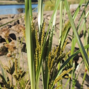 Cyperus exaltatus at Monash, ACT - 4 Mar 2021