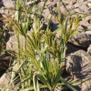 Cyperus exaltatus at Monash, ACT - 4 Mar 2021