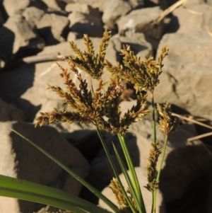 Cyperus exaltatus at Monash, ACT - 4 Mar 2021