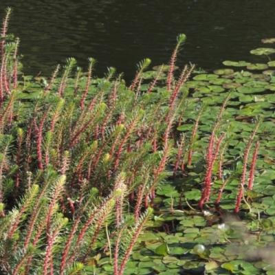 Myriophyllum crispatum (Water Millfoil) at Monash, ACT - 4 Mar 2021 by michaelb