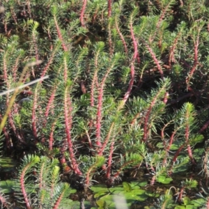 Myriophyllum crispatum at Monash, ACT - 4 Mar 2021